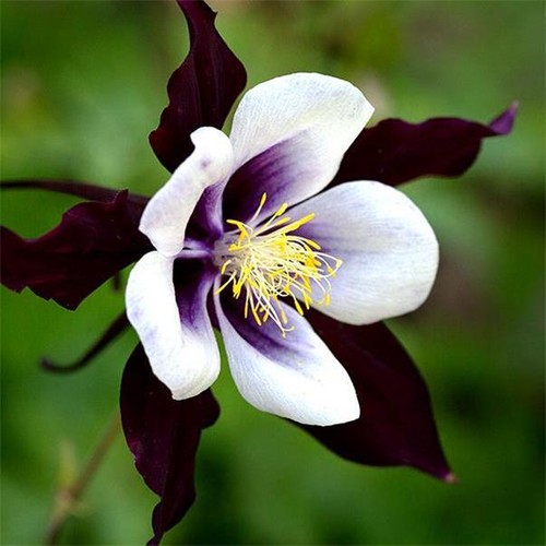 Aquilegia william guiness - aquilegia,