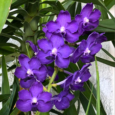 Vanda Ploenpit Blue 'Royal Sapphire' orchid Large plant
