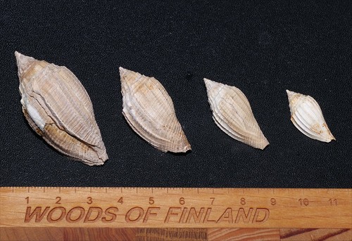 Eocene gastropod volutospina - eocene,