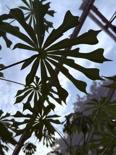 Manihot grahamii seeds - manihot,