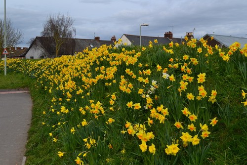 Photo 6x4 daffodils opposite - 6x4,