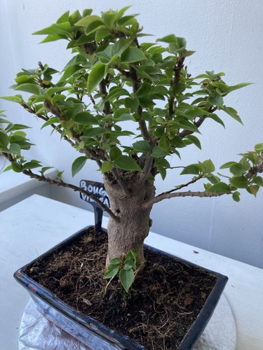 Bonsai tree bougainvillea red - tree,