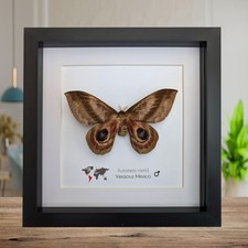 Framed Automeris Metzli Moth