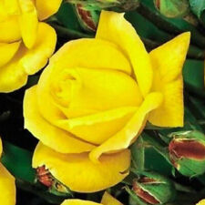 Floribunda Rose, Our John