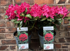 Large Rhododendron 'Nova