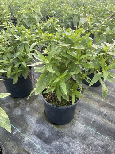 Penstemon picotee red - red, in