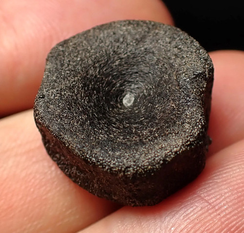 Jurassic ichthyosaur bone