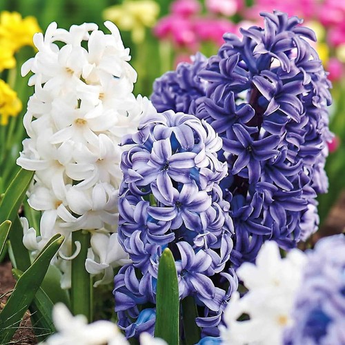 Hyacinth rhapsody blue - rhapsody,