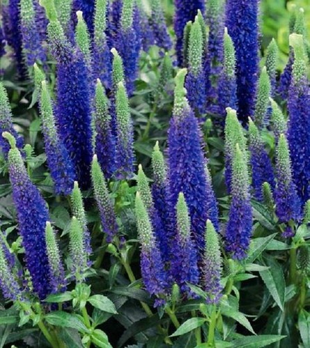 Veronica spicata ulster royal - veronica, 'ulster