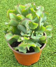Crassula undulatifolia 'Curly Green' (Dwarf Ripple Jade) - Large Plant. 9 cm Pot