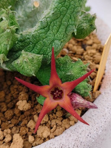 Pseudolithos migiurtinus - pseudolithos,