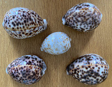 Set of 5 Tiger Cowrie Shells