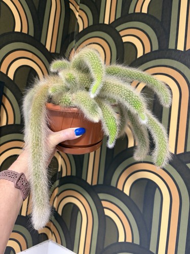 Monkey tail cactus fresh - monkey,