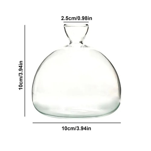 Avocado seed starter - avocado,