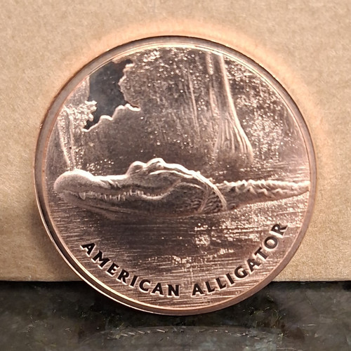 American alligator gold - american,
