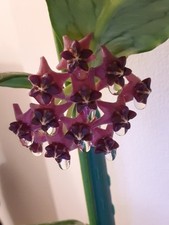 Hoya Lobbii Dark Red