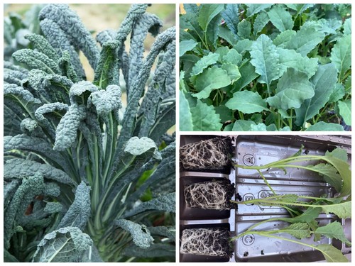 Black kale vegetable plug - vegetable,