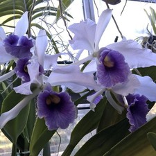 Cattleya CG Roebling ‘Blue
