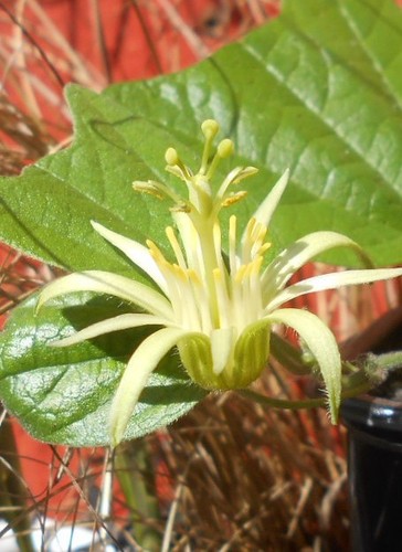 Young passion flower - passion,