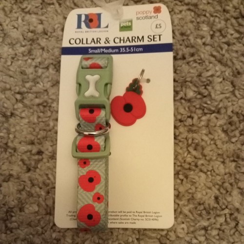 Poppy remembrance day - day, british