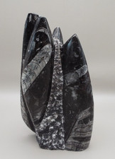 Orthoceras nautilus polished - orthoceras,
