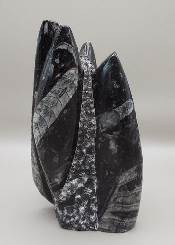Orthoceras nautilus polished - orthoceras,