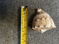 Giant shell