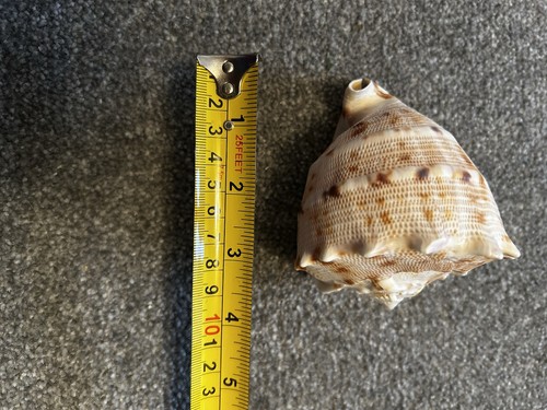 Giant shell