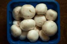 2 x Seeds Mushroom  WHITE