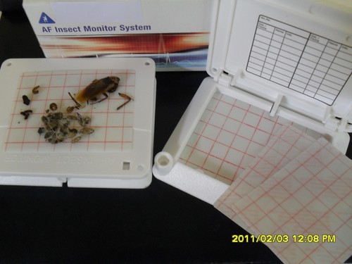 Insect bug trap - bug, catcher