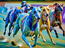Greyhound whippet racing - greyhound,