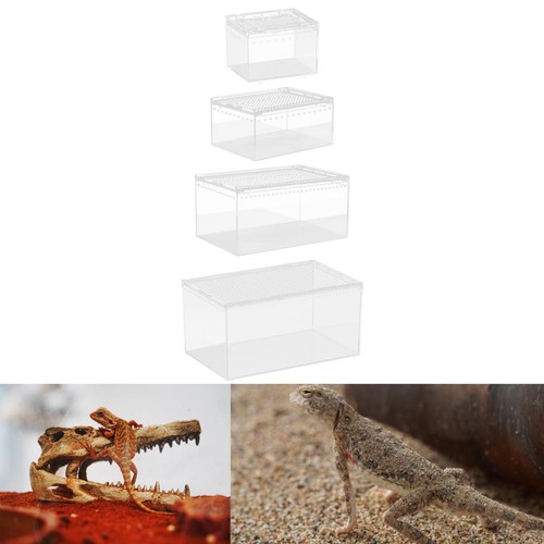 Reptile feeding box enclosure - feeding,