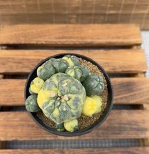 Caci WYSIWYG Boutique Boutique