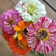 ZINNIA DWARF THUMBERLINA  4