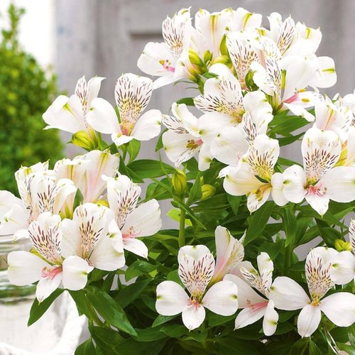 Alstroemeria inticancha white - alstroemeria,