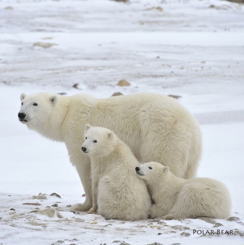 Artic polar bear roaring sound - polar,