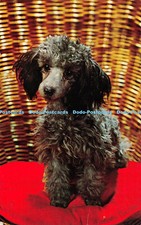 R490091 A black mini poodle is sitting on a chair D Constance