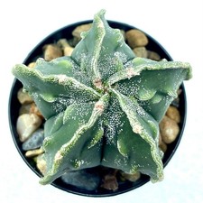 Astrophytum myriostigma