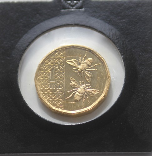 Gold bees 2025 king - gold,