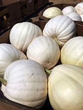 Giant White Pumpkin 5 Seeds Large Ghost Variety Easy to Grow Halloween Veg Rare