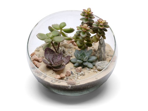 Glass succulent terrarium - glass,