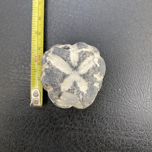 Fossil flint echinoid sea