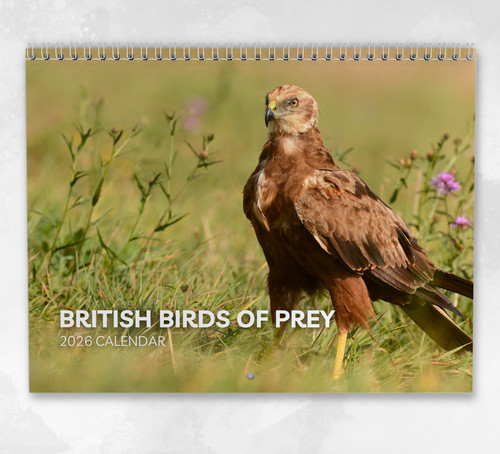 British birds prey - birds, of