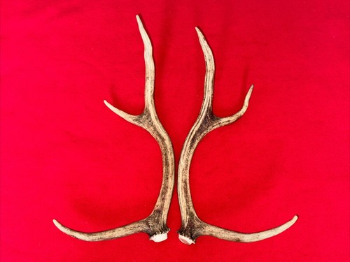 Pair red deer antlers - pair,