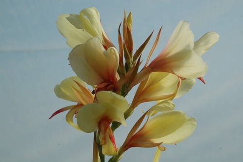 Canna glauca davia - glauca, x