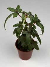 Begonia Dregei 'Tripartita'