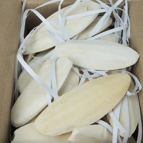 Cuttle fish bone 2kg - fish, 2.2kg