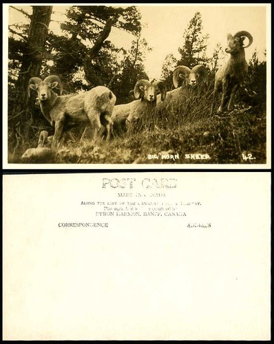 Canada big horn - old, real