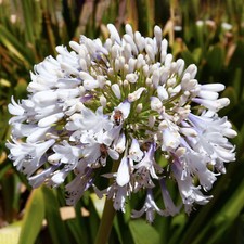 Agapanthus Arctic Star -