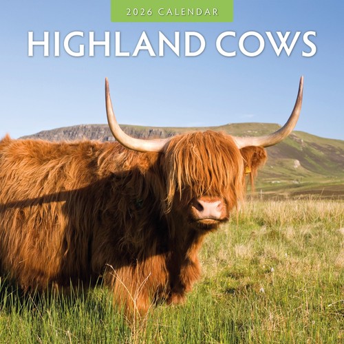 Highland cows 2026 square - square, wall